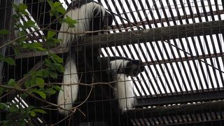 オナガザルもいました