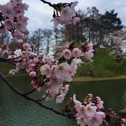 花見といえば高田！