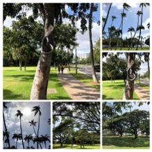 ハートの木はすっかり有名になった