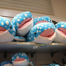 売店のジンベイザメ