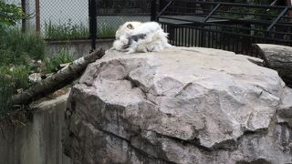 白いふわふわとした毛