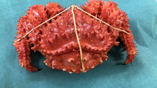 アットホームなカニ屋さん