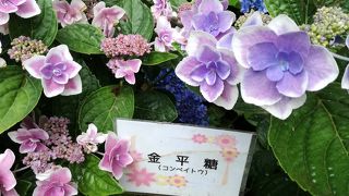 ゆったり広々のーんびり紫陽花めぐり