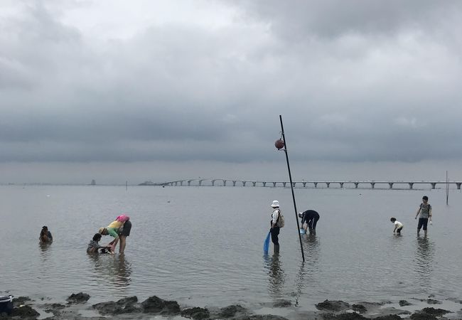 潮干狩りを楽しみました