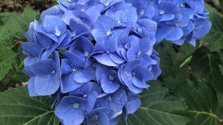 紫陽花販売会がかなりすごい