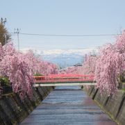 両岸の桜がきれい