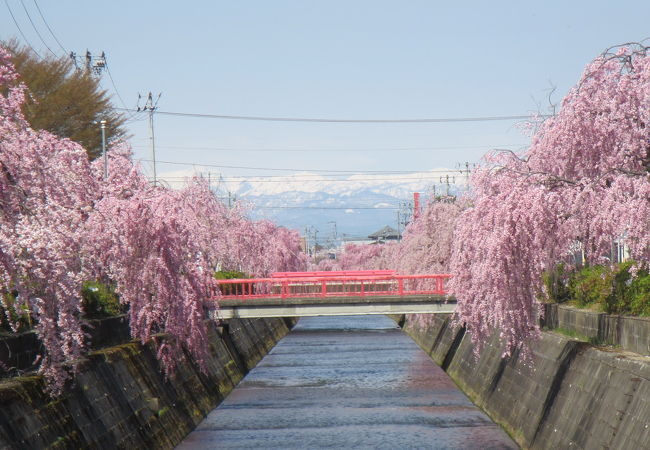 両岸の桜がきれい