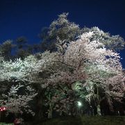 ４月２０日過ぎが見頃