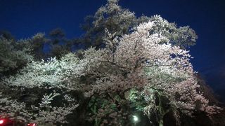 置賜さくら回廊