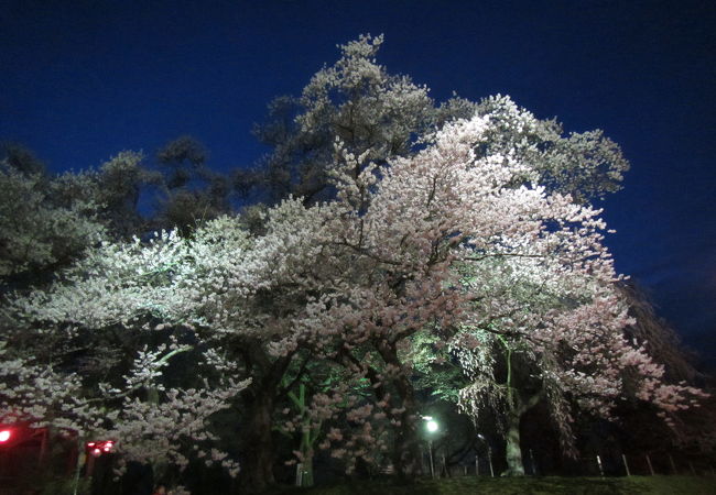 ４月２０日過ぎが見頃