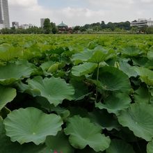 遠くに寛永寺弁天堂が見えます