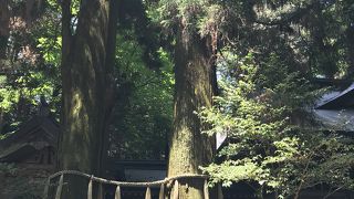 根元が一つになっている