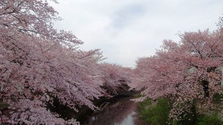 川沿いの見事な桜並木