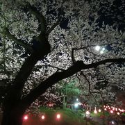 烏帽子山千本桜の夜桜見物が良かった