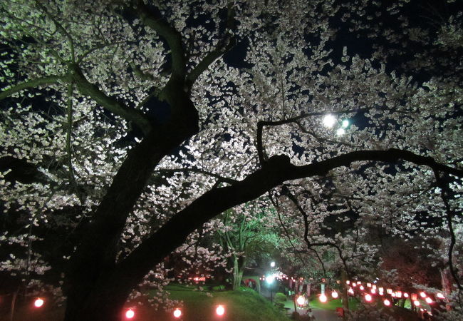 烏帽子山千本桜の夜桜見物が良かった