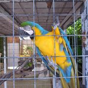 サイトで発見したミニミニ動物園に行ってみた～