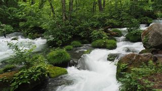 新緑も素晴らしい！