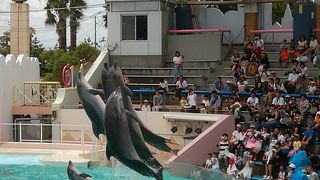 イルカショーに感激
