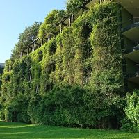 建物が埋まるほどの緑