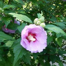 初めて見る、ムクゲの花