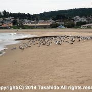 鳴き砂の浜です