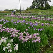 多賀城跡あやめまつり