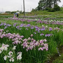 多賀城跡あやめまつり