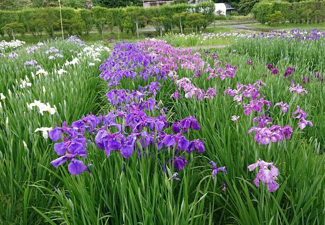 多賀城跡あやめ園 クチコミ アクセス 営業時間 多賀城 塩釜 利府 フォートラベル