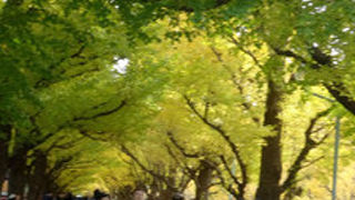 銀杏並木の見事さ