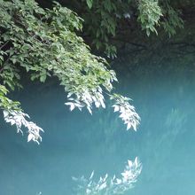 葉の先端が白いです。