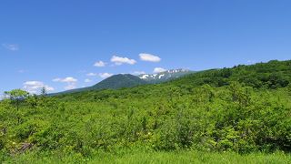 あまり咲いていない