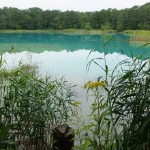 このようなのびやかな池も。