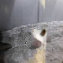 雪室の雪。８月です。