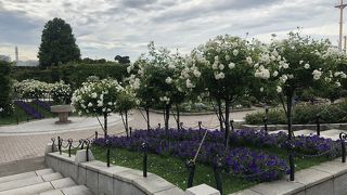 ６月末、紫陽花はおわりバラがまだ咲いていました