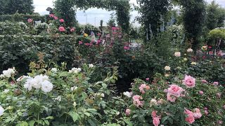高さもあってステキなバラ園になっています