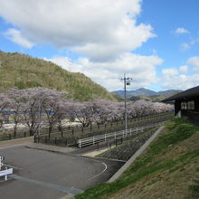 道の裏手には鵜飼で有名な長良川