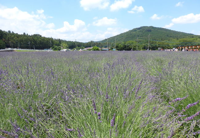 千年の苑ラベンダー園 クチコミ アクセス 営業時間 小川 嵐山 フォートラベル