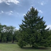 広い公園、散歩にぴったり