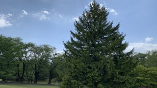 広い公園、散歩にぴったり