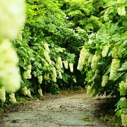 かしわば紫陽花が見応えあります