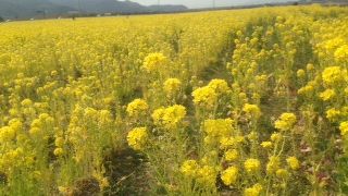 辺り一面、菜の花畑