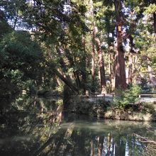 池に光が射し込み美しい