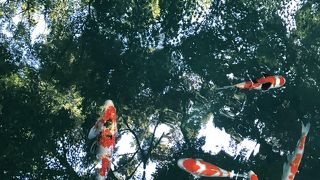 芝生は皆さんの憩いの場