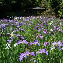 花菖蒲は見頃 紫陽花には少し早かった By 温泉大好き 生田緑地のクチコミ フォートラベル 花菖蒲は見頃 紫陽花には少し早かった By 温泉大好き 生田緑地のクチコミ フォートラベル
