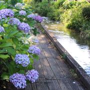 散策路の紫陽花が綺麗でした