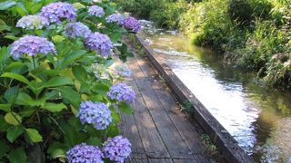散策路の紫陽花が綺麗でした