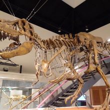 タルボサウルスの全身骨格