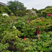 広い敷地にボタンの花が咲き誇る