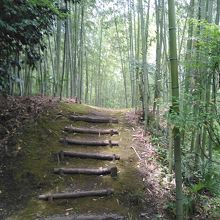 美しい竹林もある