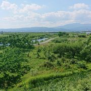 夏草が生い茂る